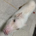マイクロブタ　1歳半