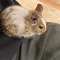 デグー　メス