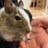 デグー　メス サムネイル2