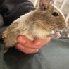 デグー　メス サムネイル3