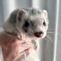 【募集終了】遊び好きで人懐っこいフェレット2匹