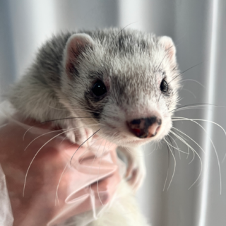 【募集終了】遊び好きで人懐っこいフェレット2匹