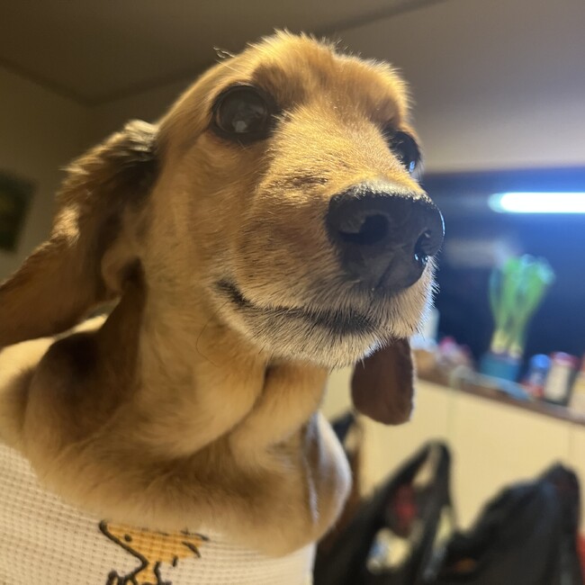 Yskochiのカバー写真