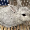 うさぎ(しろ) サムネイル2