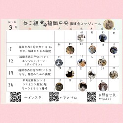 ねこ組福岡中央譲渡会atなな。猫達のための病院 サムネイル2