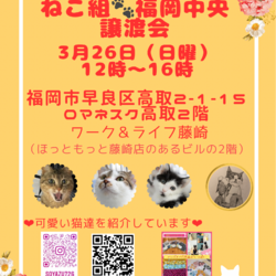 ねこ組福岡中央譲渡会in藤崎
