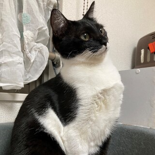 ボール遊び大好き！ご飯の時は鳴いておねだりします♪