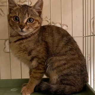 4ヶ月くらいのキジトラの女の子