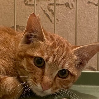 4ヶ月の茶トラの男の子