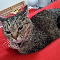 にゃん
