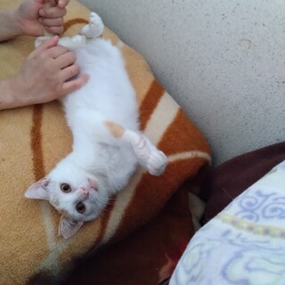 しっぽがちっちゃい、チビささ