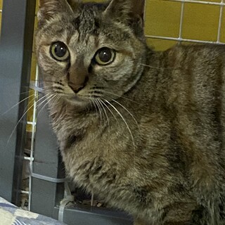 1歳のキジトラの女の子