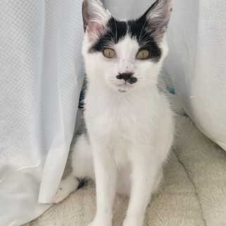 6ヶ月♂ハチワレちょびひげ子猫