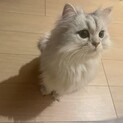 猫好きの方へ