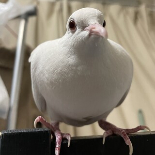 【交渉中】ギンバトの女の子