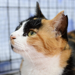 穏やかで優しい三毛猫ちゃん【譲渡会参加】