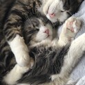 長毛兄弟がおうちを探しています。
