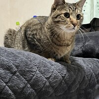 マキャヴェリ