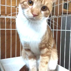 in春日井市☆保護猫たちの譲渡会2023年3月18日（土）～ 非営利団体「ちーむ にゃいんず」