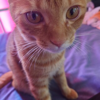 陽気な茶トラくん