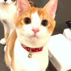 in瀬戸市☆保護猫たちの譲渡会2023年3月18日（土）～ 非営利団体「ちーむ にゃいんず」