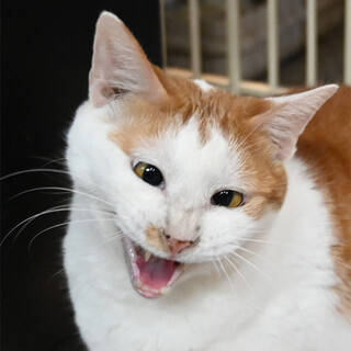 甘えん坊で穏やかな茶白くん♪