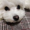 蘭丸