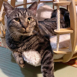 甘えん坊男子「吉宗くん」