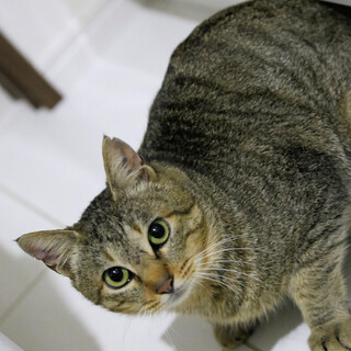 去勢ワクチン済みキジトラの男の子、エイズキャリア