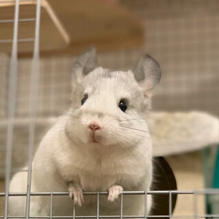 チンチラ　男の子　パイド　3歳