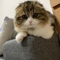 スコティッシュフォールド　0.5歳♀