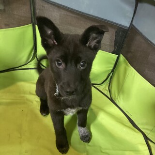 保健所からレスキュー！　キュートなうみ君