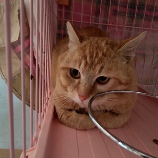 ２１日リリース　穏やかで大人しい茶トラの男の子です