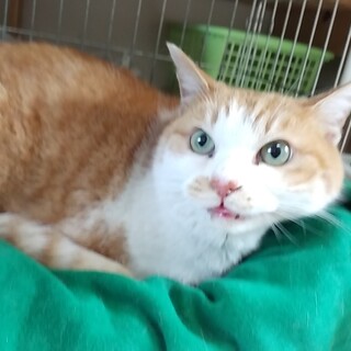 4/23石巻で里親探し会開催！『たまちゃん』♂