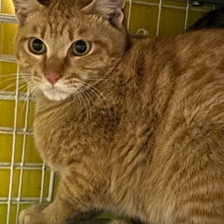 ライオンのの赤ちゃんのような茶トラの男の子