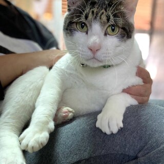 人なっつこさもボス級のキジ白ボス君