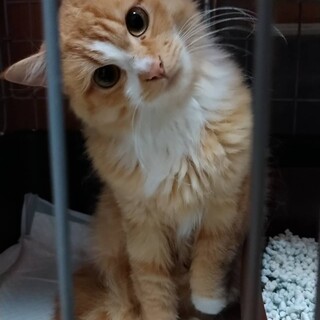 長毛茶白の女の子【譲渡会参加】