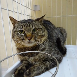 ２１日リリース　大人しい男の子です