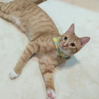 ずっとのおうち決定！甘えん坊アンデスメロンくん☆