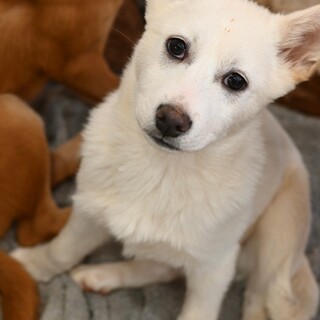 シロのヴァランダーくん❤️