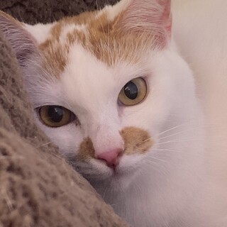 【3/26譲渡会参加！】シュリちゃん