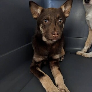 野犬っ子さよちゃん@神奈川県