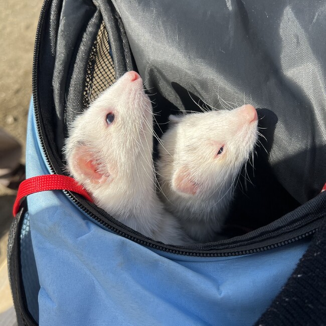 ムラピーのカバー写真