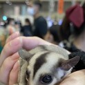 0歳の元気で可愛いフクロモモンガのオスです！