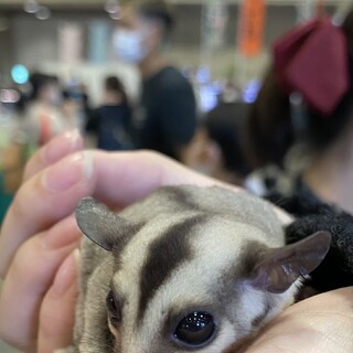 0歳の元気で可愛いフクロモモンガのオスです！
