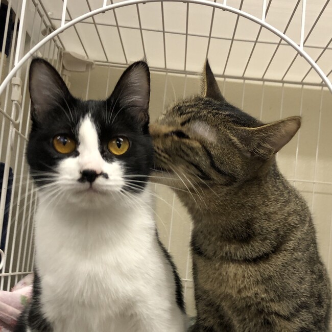 一般社団法人せとうち保護犬猫の里のカバー写真