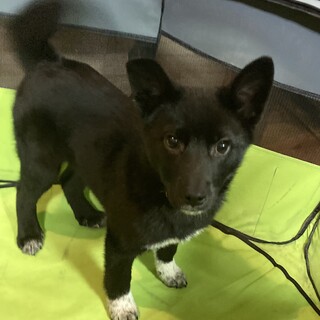 保健所からレスキュー！　かわいいハナちゃん