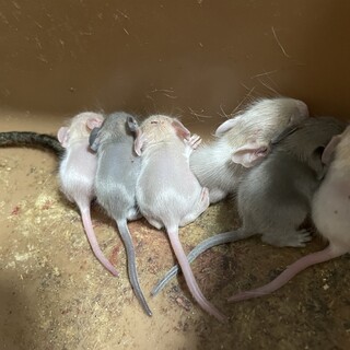 デグー赤ちゃん里親募集中です！