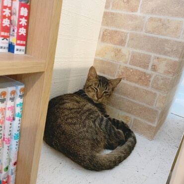 猫カフェ時代、2021年10月撮影。痩せていますが当時から手足の大きい猫でした。