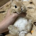 うさぎ 生後3ヶ月